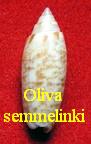 Oliva (Acutoliva) semmelinki, Schepman 1891